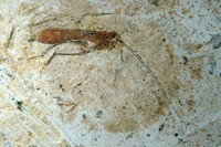 Cratolocustopsis araripensis
